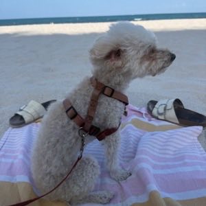 Chiqui, a white poodle, at the beach