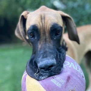 Haki, a Great Dane, holding a basketball