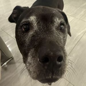 Kaya, a black dog with a gray muzzle, looking up at the camera