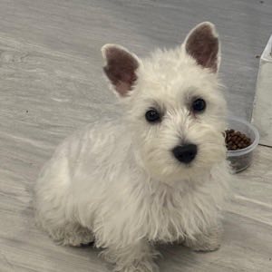 Khan, a little white terrier, at the beach
