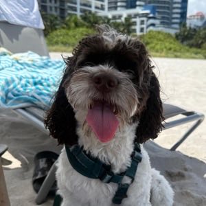Mocca, a brown and white doodle, smiling at the beach